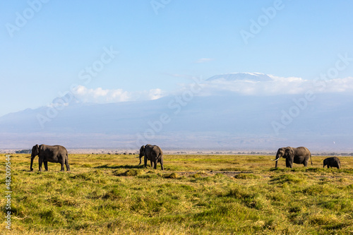 KENYA - AUGUST 16  2018  Elephants in Amboseli National Park