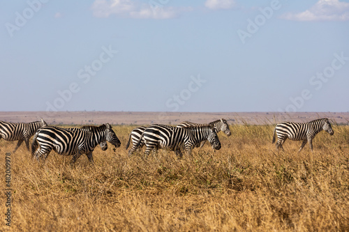 KENYA - AUGUST 16  2018  Zebras in Amboseli National Park
