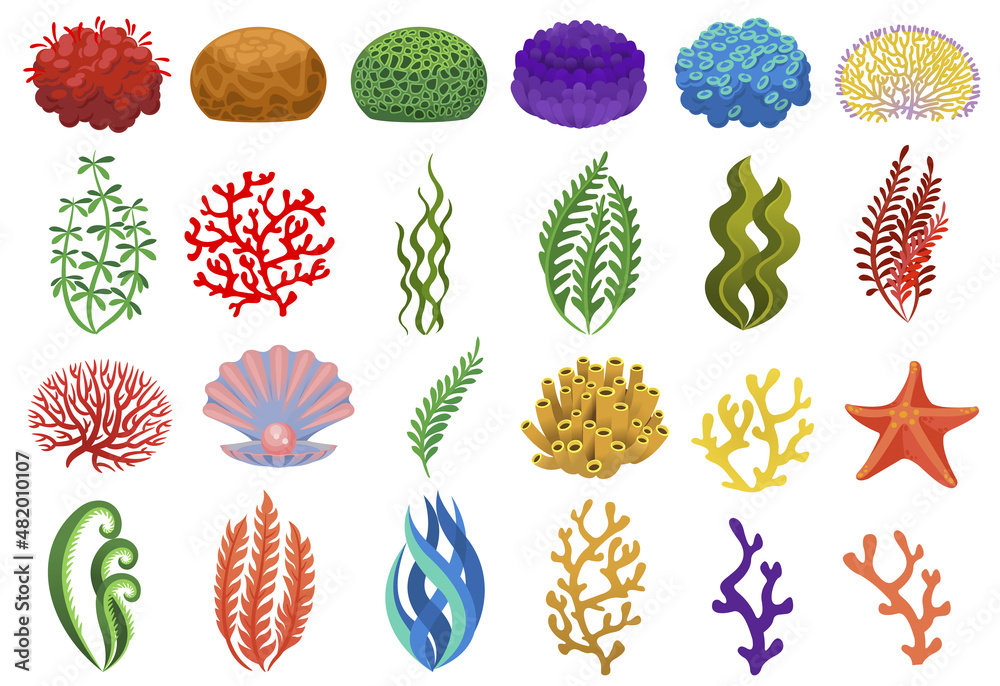 Colored seaweed and corals, underwater flora sea or ocean. Vector underwater sea coral for aquarium, reef aquatic and algae illustration