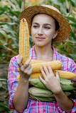 Farmer holding corn cobs in hand in corn field