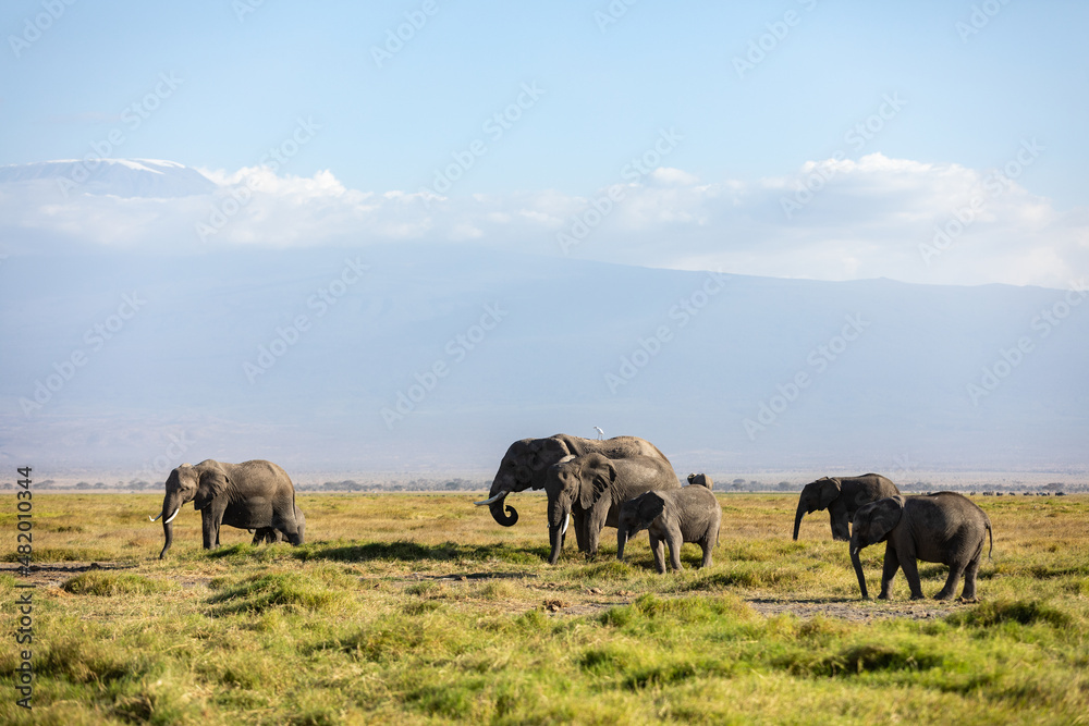 KENYA - AUGUST 16, 2018: Elephants in Amboseli National Park KENYA - AUGUST 16, 2018: Elephants in Amboseli National Park