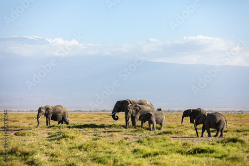 KENYA - AUGUST 16  2018  Elephants in Amboseli National Park