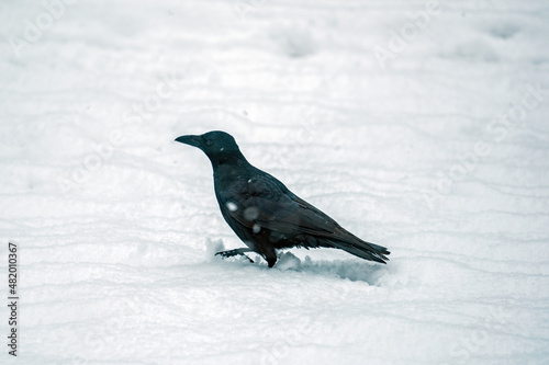 a raven bird in the fresh snow at a snowy winter day