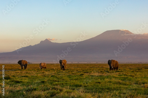 KENYA - AUGUST 16, 2018: Elephants at sunset time in Amboseli National Park © Denys
