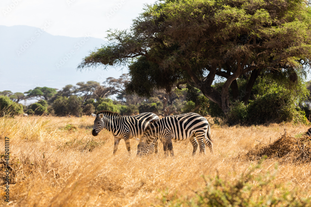 Naklejka premium KENYA - AUGUST 16, 2018: Two zebras in Amboseli National Park