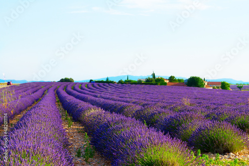 Lavender blooming field