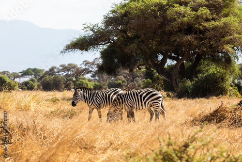 KENYA - AUGUST 16  2018  Two zebras in Amboseli National Park
