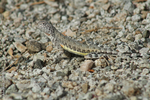The mottled color pattern of this Zebra-Tailed Lizard  Callisaurus draconoides  helps it blend into the pebbles and rocks of the desert. 