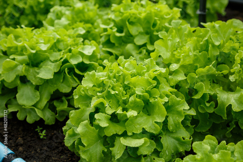 Organic lettuce grown on the ground,Fresh lettuce in a vegetable garden