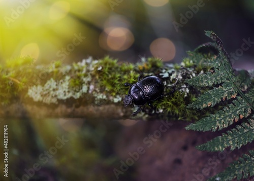black bug on a tree