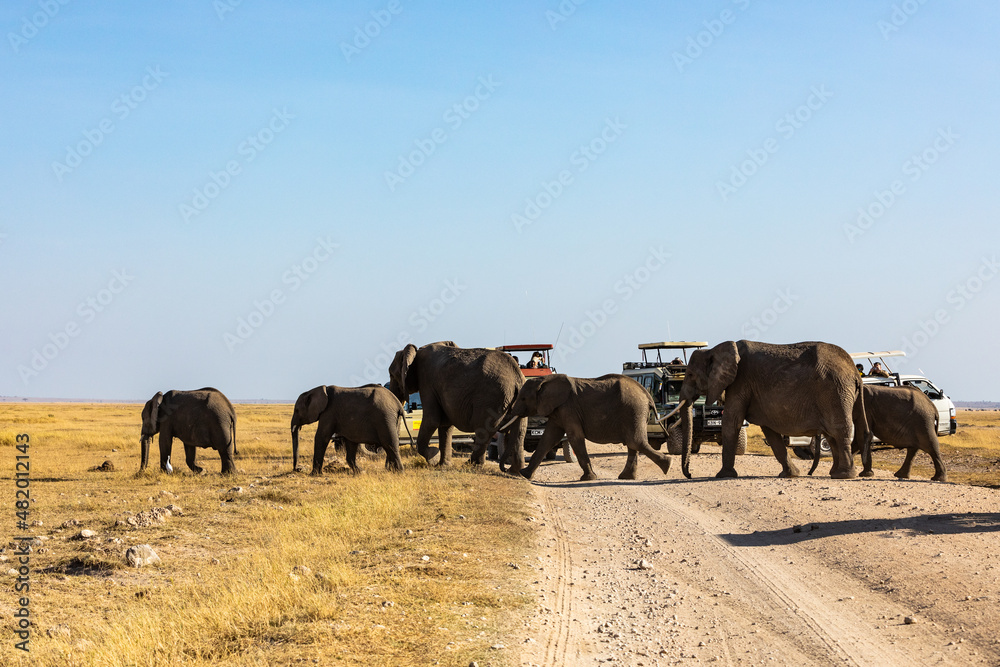 KENYA - AUGUST 16, 2018: Elephants crossing the road in Amboseli National Park KENYA - AUGUST 16, 2018: Elephants crossing the road in Amboseli National Park