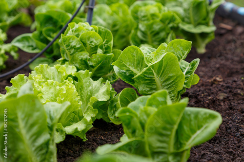 Organic lettuce grown on the ground,Fresh lettuce in a vegetable garden