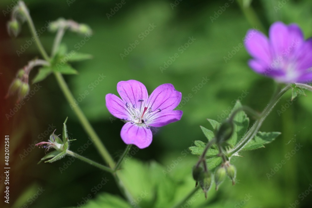 flowers in a garden