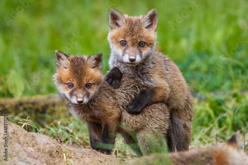 Rotfüchse (Vulpes vulpes), Spielende Jungfüchse © Rolf Müller