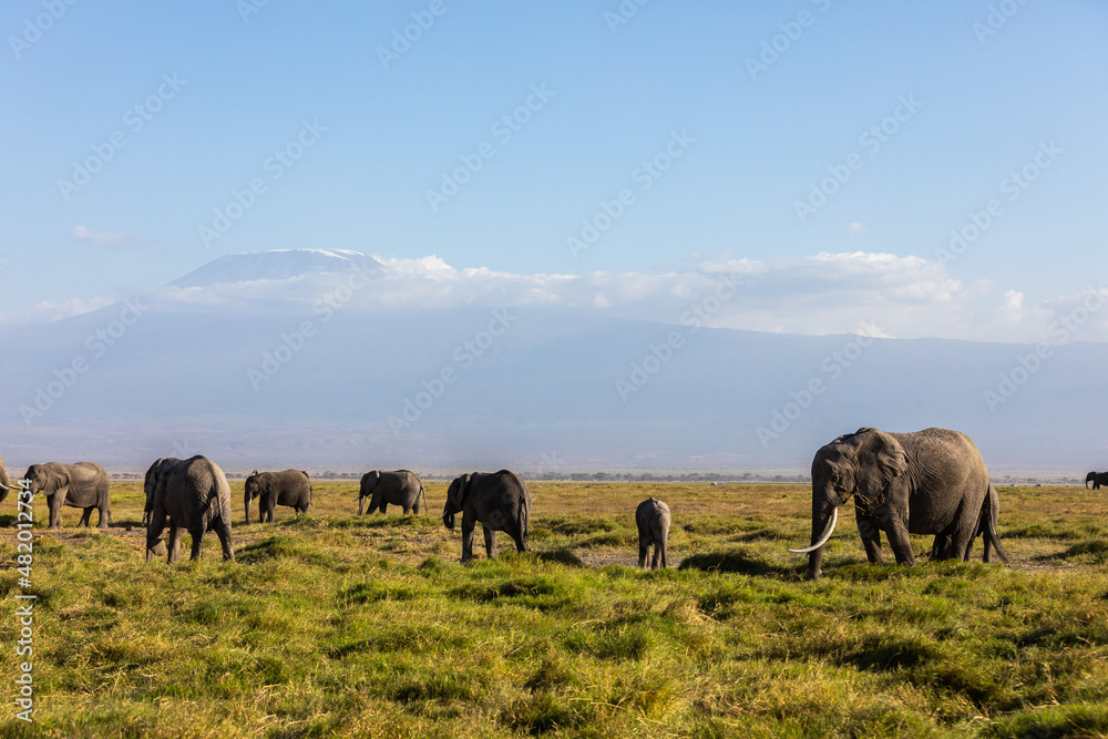 KENYA - AUGUST 16, 2018: Elephants herd in Amboseli National Park