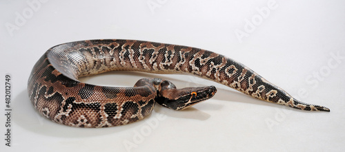 Blutpython, Sumatra-Kurzschwanzpython // Sumatra Python (Python curtus) © bennytrapp