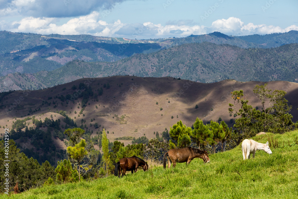 Dramatic image of horses on a Caribbean mountain side in Constanza, Dominican Republic.