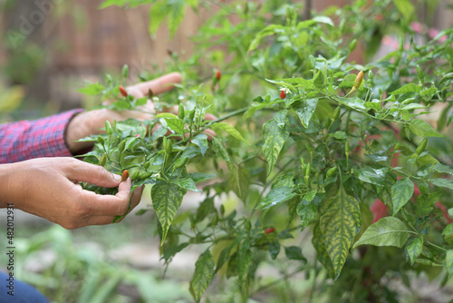 Close up, selective focus of unrecognizable human hands with wrinkes picking fresh chili from organic garden. Senior lifestyle and gardening concept