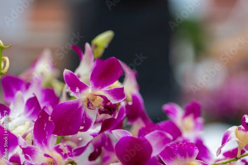 Purple orchid flower on blur background