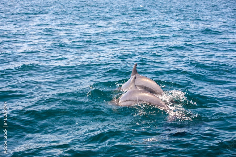Naklejka premium Pods of Oceanic dolphins or Delphinidae playing in the water