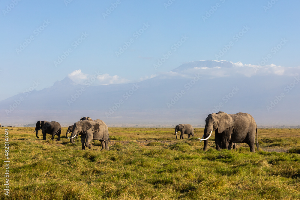 KENYA - AUGUST 16, 2018: Herd of elephants in Amboseli National Park