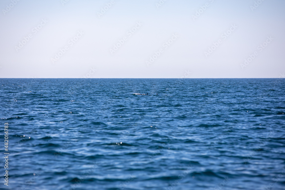 Pods of Oceanic dolphins or Delphinidae playing in the water Pods of Oceanic dolphins or Delphinidae playing in the water