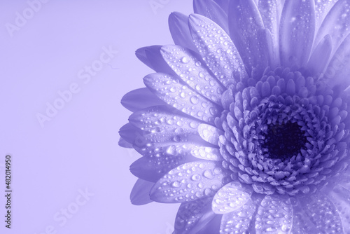 Single gerbera flower in the morning dew. Monochrome image. Isolated on very peri background. Copy space.
