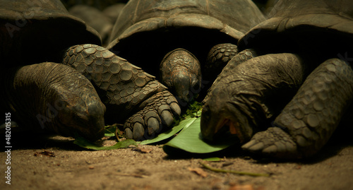 The turtle eats the leaves. Seychellois big tortoise.