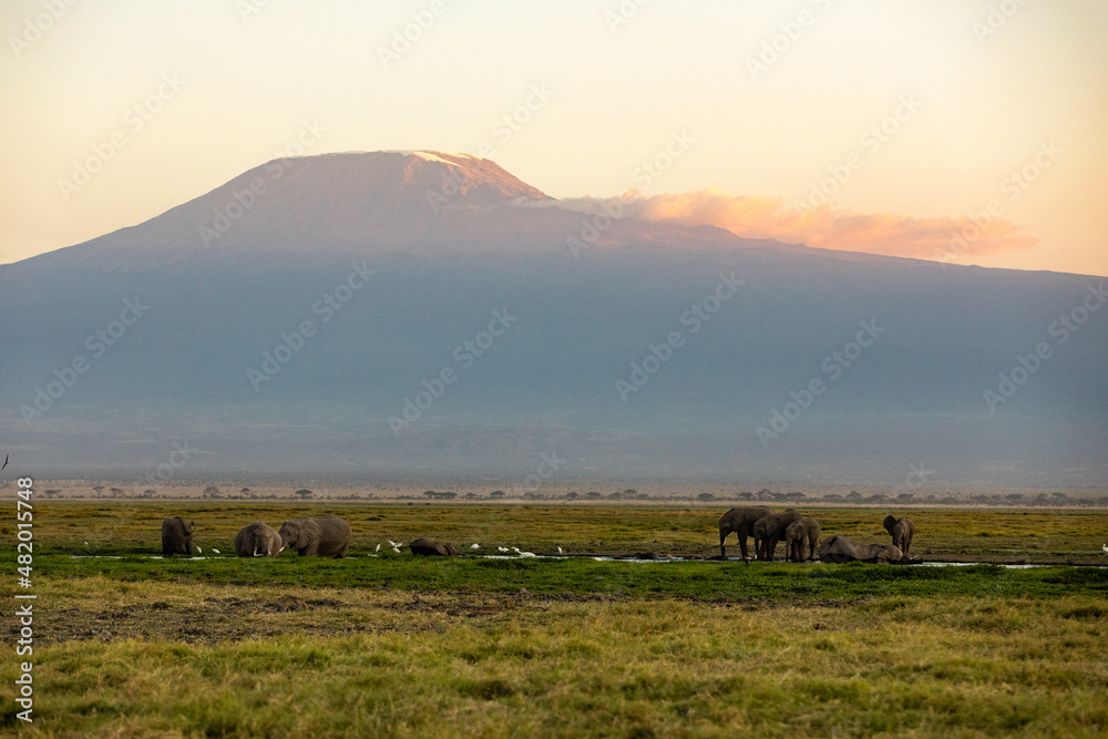 KENYA - AUGUST 16, 2018: Elephants walking in Amboseli National Park