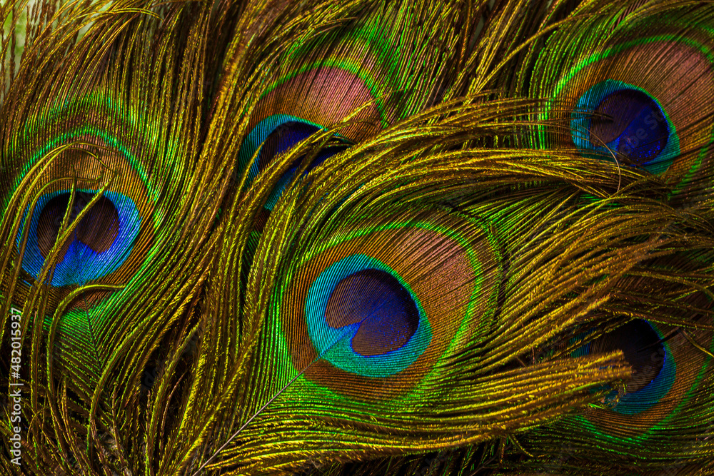 Fototapeta premium macro peacock feathers,Peacock feathers close-up 