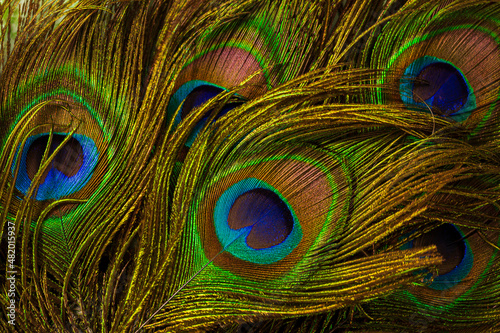 macro peacock feathers,Peacock feathers close-up 