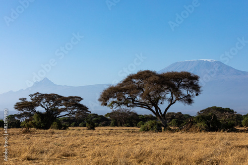 KENYA - AUGUST 16, 2018: Mt Kilimanjaro with acacia trees in Amboseli National Park