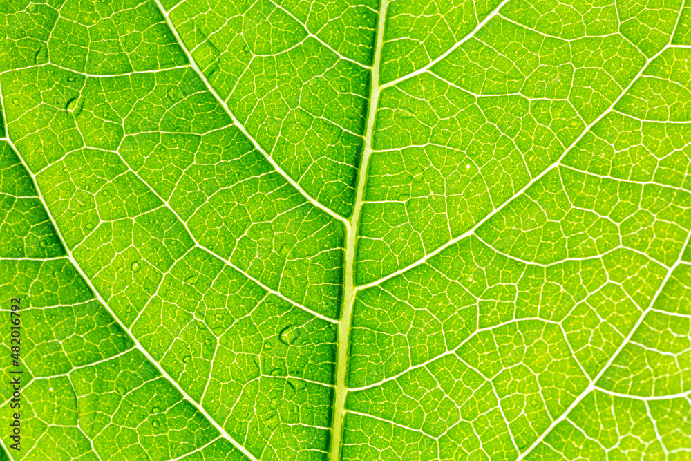 green macro leaf,Leaves Series ,Close up photo of water drops on a green leaf green macro leaf,Leaves Series ,Close up photo of water drops on a green leaf