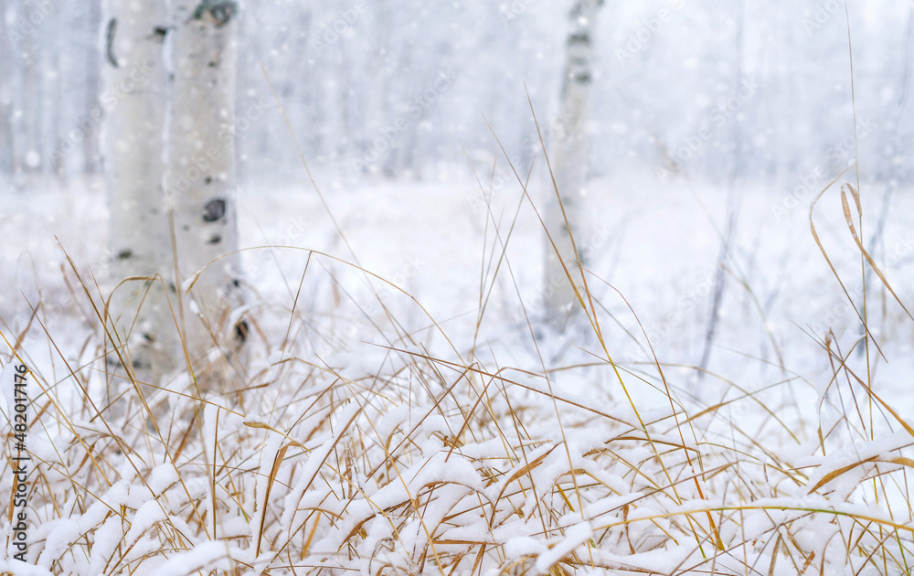 Obraz premium Winter landscape with snow-covered tall grass. Winter background. Snow covered winter park