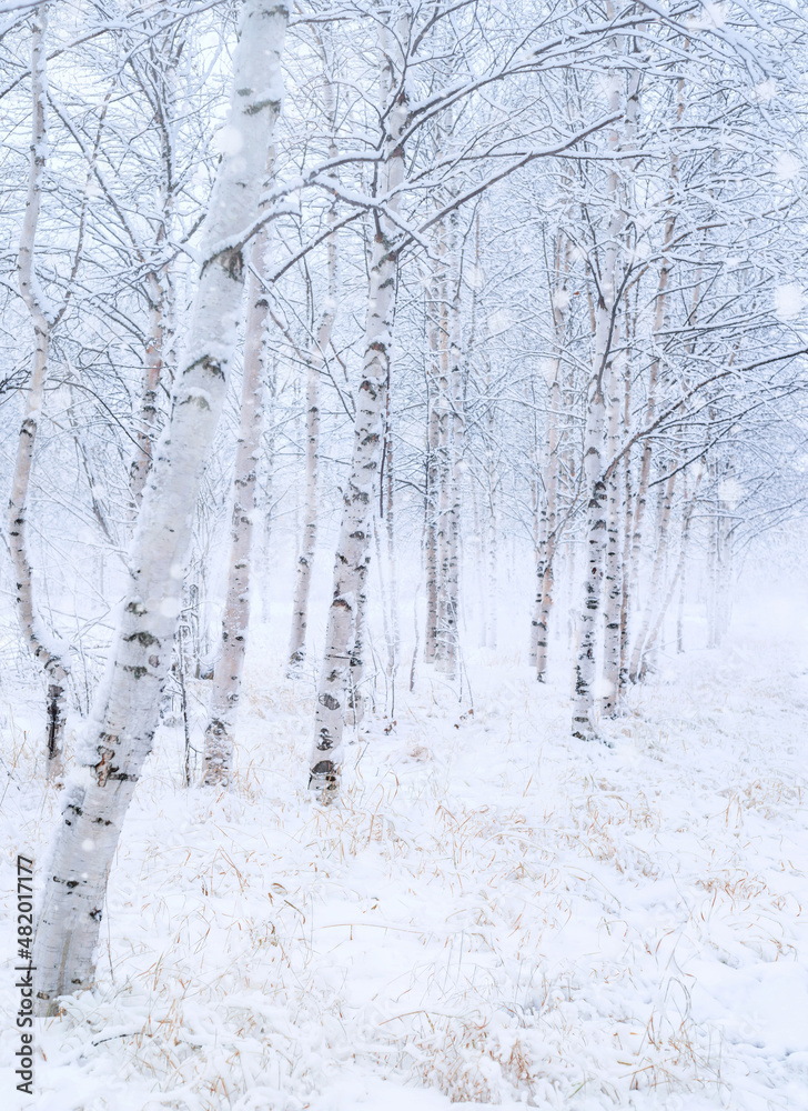 Winter landscape. Snow-covered birch grove. Snowfall in beautiful birch forest. Winter landscape. Snow-covered birch grove. Snowfall in beautiful birch forest.