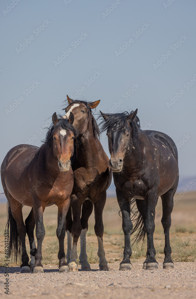 Fototapeta premium Wild Horses in Summer in the Utah Desert