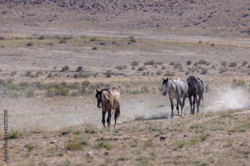 Wild Horses in Summer in the Utah Desert