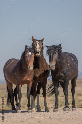 Fototapeta Naklejka Na Ścianę i Meble -  Wild Horses in Summer in the Utah Desert