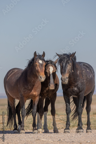 Wild Horses in Summer in the Utah Desert