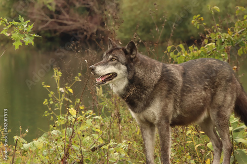 Black Wolf In Front of Water