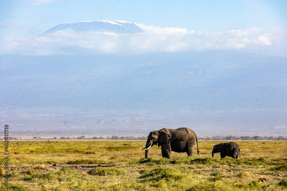 Fototapeta premium KENYA - AUGUST 16, 2018: Two elephants in Amboseli National Park