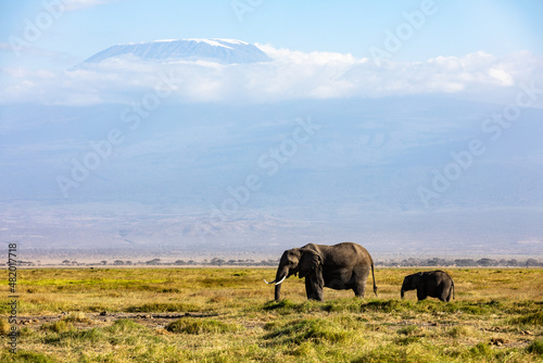 KENYA - AUGUST 16  2018  Two elephants in Amboseli National Park