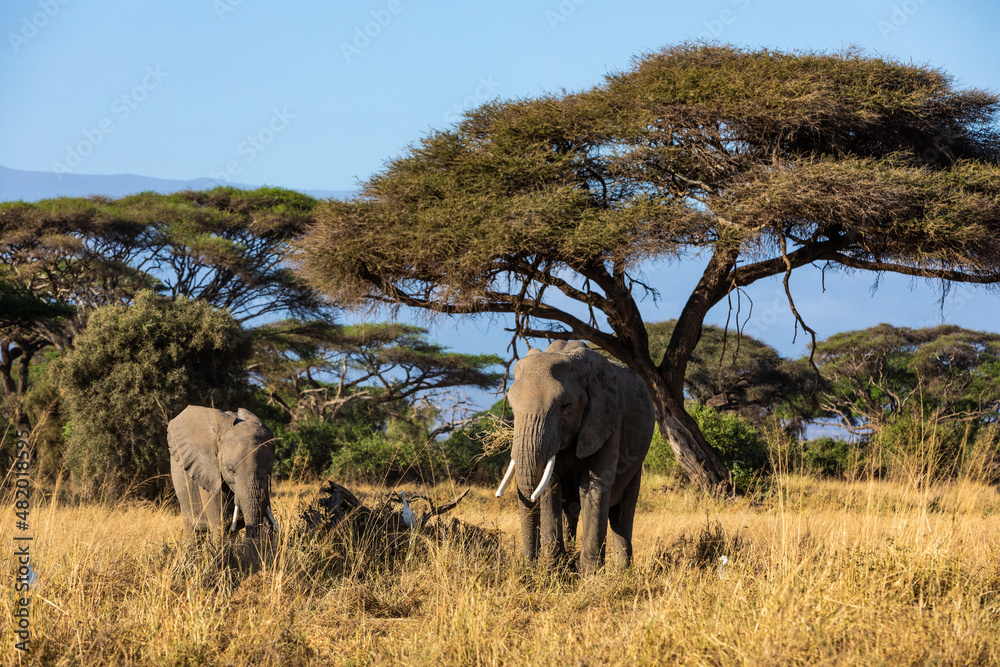 KENYA - AUGUST 16, 2018: Elephants in front of acacia trees in Amboseli National Park