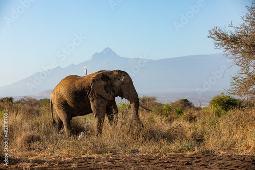 KENYA - AUGUST 16  2018  Elephant in Amboseli National Park