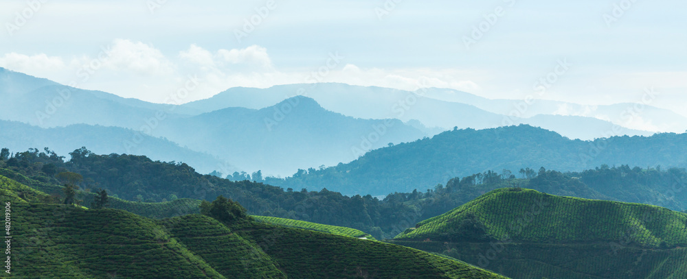 Fototapeta premium Panoramic view on Cameron Highlands