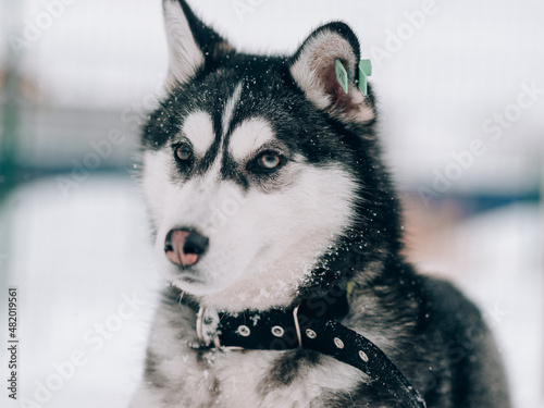 Close-up portrait of a husky puppy at animal shelter