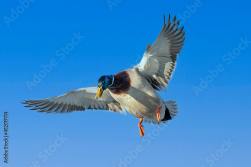 The Mallard - wild duck (Anas platyrhynchos) in flight