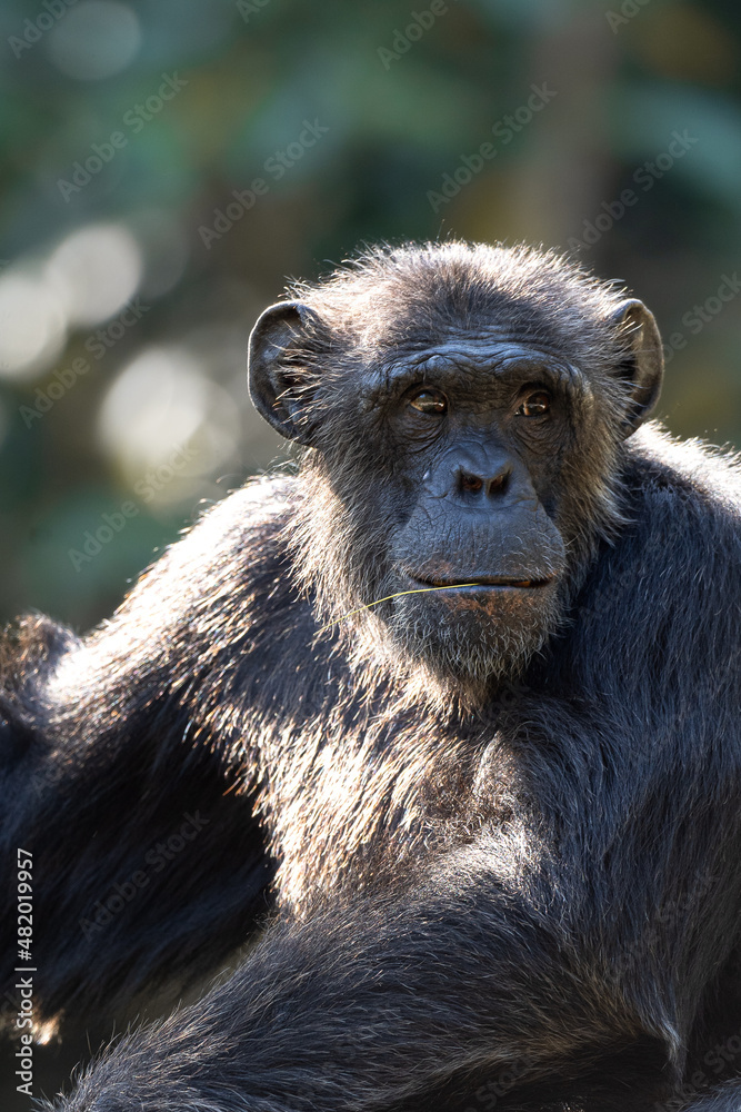 Chimpanzee sitting in forest and green natural with blurred background , animal and wide life concept. 
