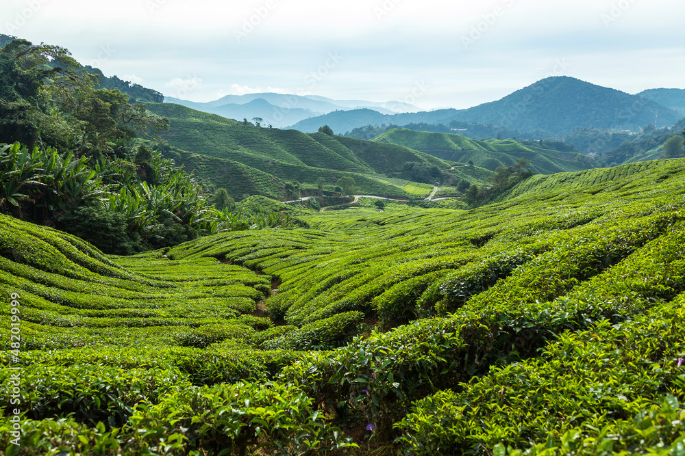 Green tea farm in Cameron Highlands Malaysia