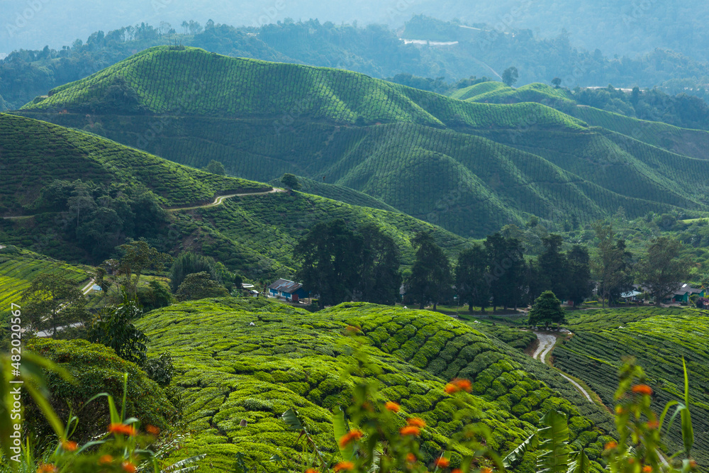 Tea plantation at Cameron Highlands